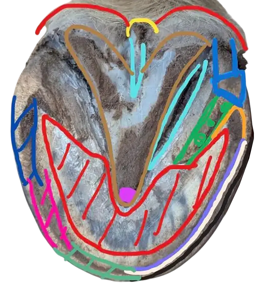 Pferdehuf Anatomie.v1 (1)