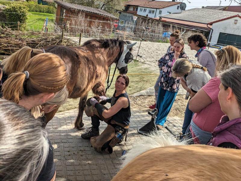 Live-Kurse zur Hufbearbeitung